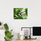 Poster Colibri roux brillant (Bureau à domicile)