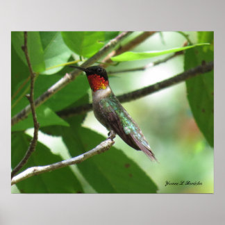 Poster Colibri roux brillant