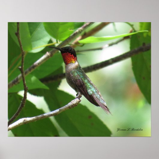 Poster Colibri roux brillant (Devant)