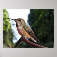 Colibri roux femelle - Imprimantes d'art