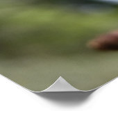 Poster Colibri roux femelle - Imprimantes d'art (Coin)