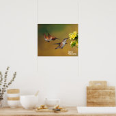 Poster Colibri roux flottant (Cuisine)