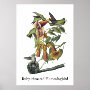 Poster colibri Rubis-throated, John Audubon