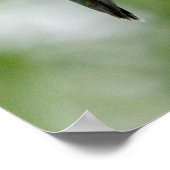 Poster Colibri sur la Salvia Bleue (Coin)