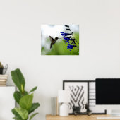 Poster Colibri sur la Salvia Bleue (Bureau à domicile)