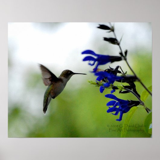 Poster Colibri sur la Salvia Bleue (Devant)