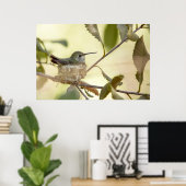 Poster Colibri sur son nid (Bureau à domicile)