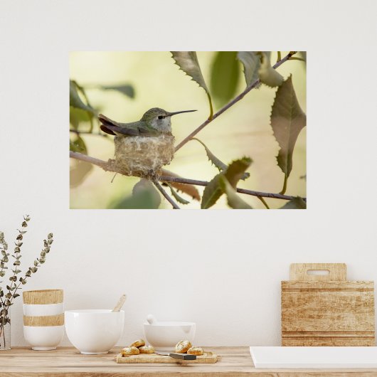 Poster Colibri sur son nid (Cuisine)
