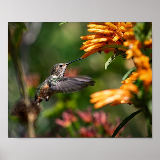 Poster Colibri survolant avec des fleurs - Photo de la fa (Devant)
