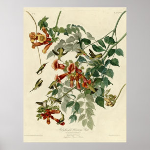 Poster Colibri throated rouge