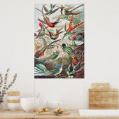 Poster Colibri, Trochilidae Kolibris par Ernst Haeckel (Cuisine)
