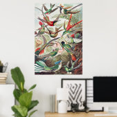 Poster Colibri, Trochilidae Kolibris par Ernst Haeckel (Bureau à domicile)