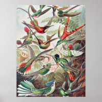 Colibri, Trochilidae Kolibris par Ernst Haeckel