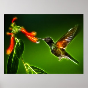 Poster Colibri vert