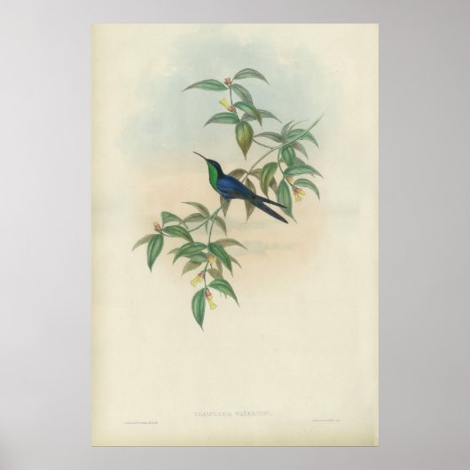 Poster Colibri vert et bleu (Devant)
