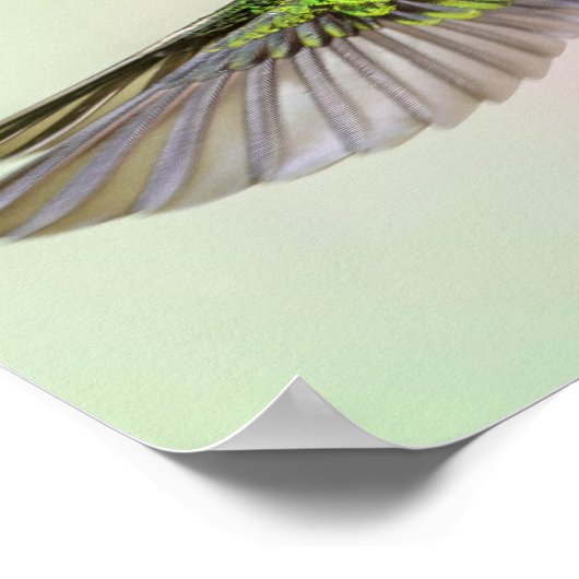 Poster Colibri Vert Volant Plutôt (Coin)