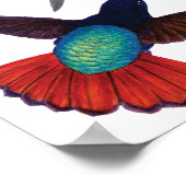 Poster Colibri vintage (Coin)