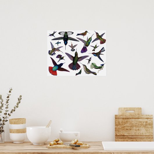 Poster Colibri vintage (Cuisine)