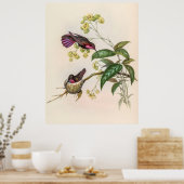 Poster Colibri vintage par John Gould (Cuisine)
