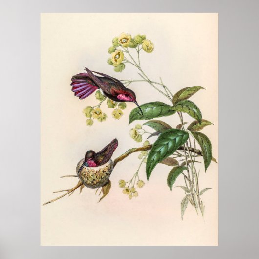 Poster Colibri vintage par John Gould (Devant)