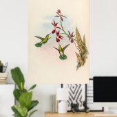 Poster Colibri vintage par John Gould (Bureau à domicile)