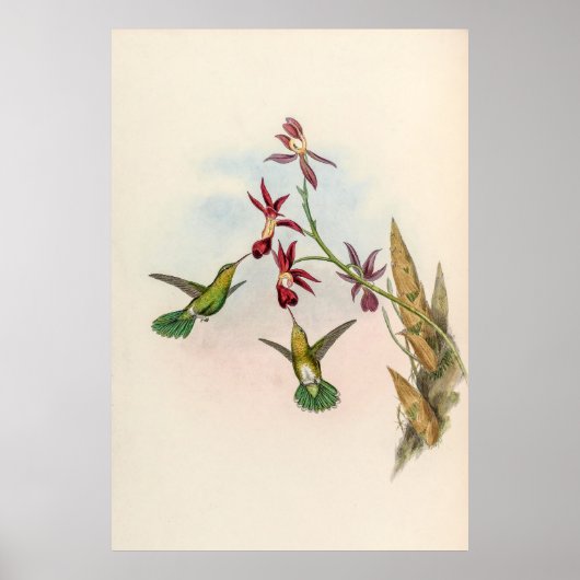 Poster Colibri vintage par John Gould (Devant)