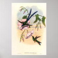 Colibri vintage par John Gould