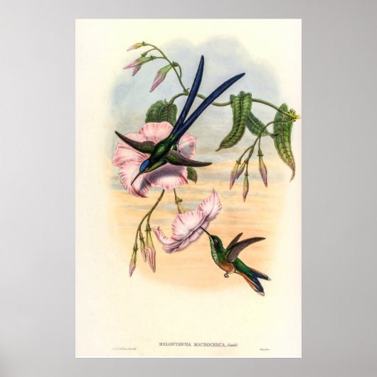 Poster Colibri vintage par John Gould (Devant)