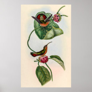 Poster Colibri vintage par John Gould