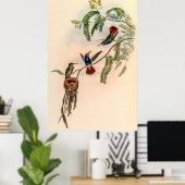 Poster Colibri vintage par John Gould (Bureau à domicile)