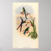 Poster Colibri vintage par John Gould (Devant)