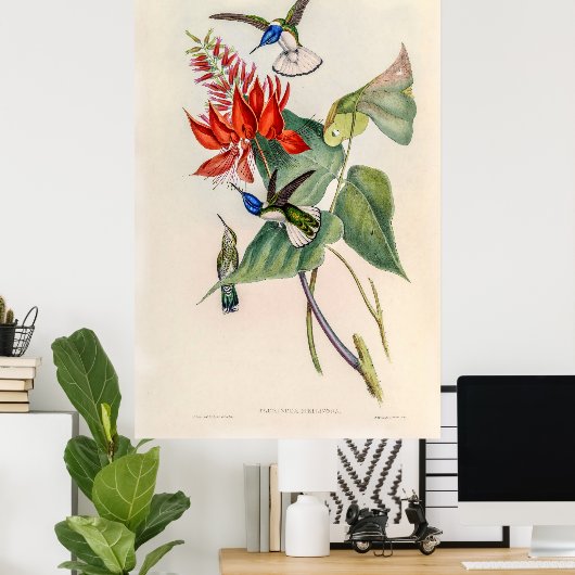 Poster Colibri vintage par John Gould (Bureau à domicile)