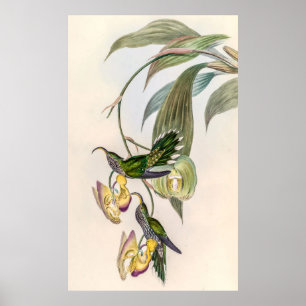 Poster Colibri vintage par John Gould