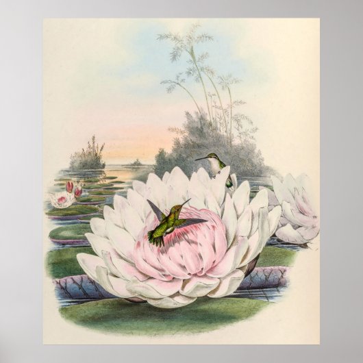 Poster Colibri vintage par John Gould (Devant)