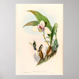 Poster Colibri vintage par John Gould