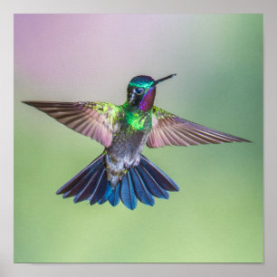 Poster Colibri volant coloré