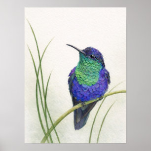 Poster Colibri Woodnymph à couronne colorée