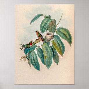 Poster Colibris à fuseau roux vintage