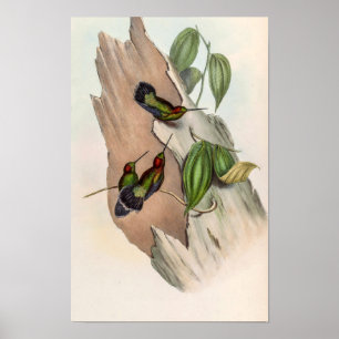Poster Colibris Bec-en-lance à front vert par John Gould