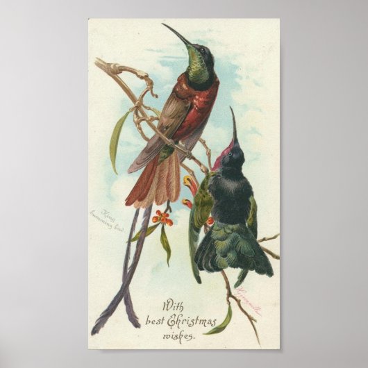 Poster Colibris de Noël (Devant)