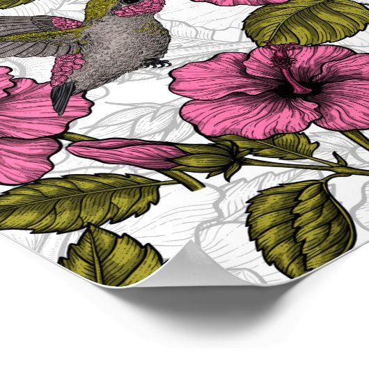 Poster Colibris et fleurs d'hibiscus roses (Coin)