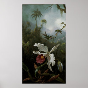 Poster Colibris et orchidée blanche par Martin J. Heade