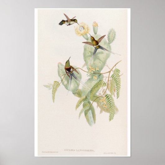 Poster Colibris mignons sur une fleur de cactus par John (Devant)