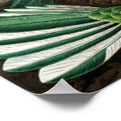 Poster Colibris par Ernst Haeckel, Oiseaux Vintages (Coin)