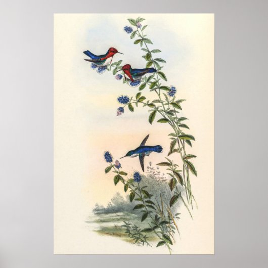 Poster Colibris par John Gould (Devant)