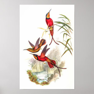 Poster Colibris par John Gould