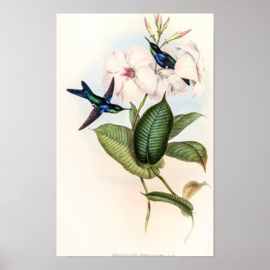Poster Colibris par John Gould (Devant)