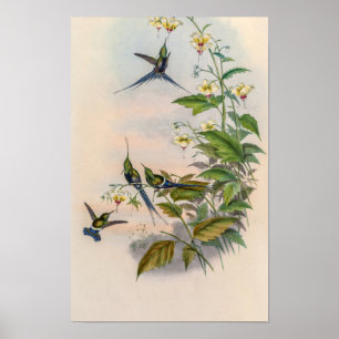 Poster Colibris vintage par John Gould