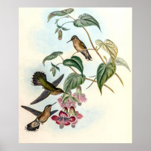 Poster Colibris vintage par John Gould