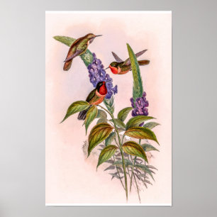 Poster Colibris vintage par John Gould